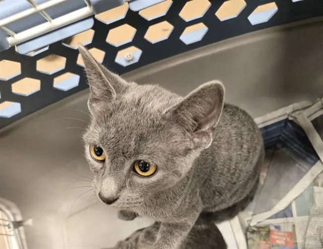 Adoptable Cat