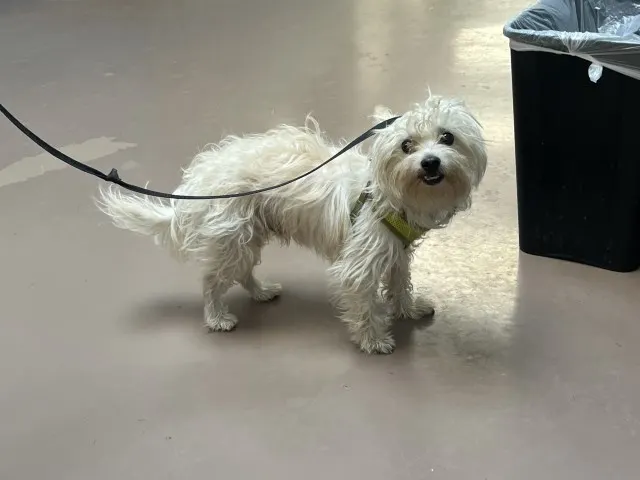 Adoptable Dog