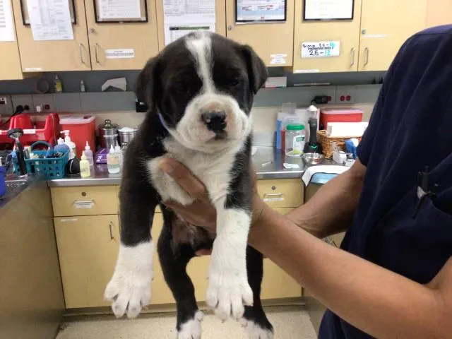 Adoptable Dog