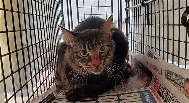 Adoptable Cat
