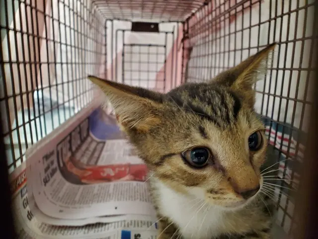 Adoptable Cat