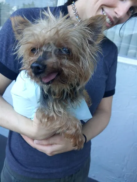 Adoptable Dog