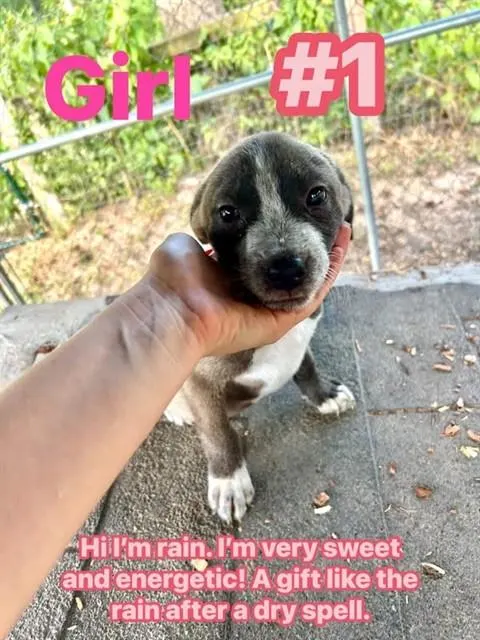 Rain