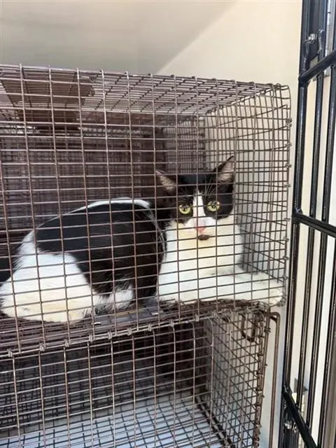 Adoptable Cat