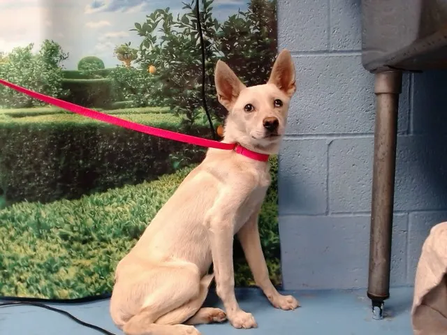 Adoptable Dog