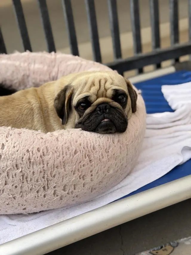 Adoptable Dog