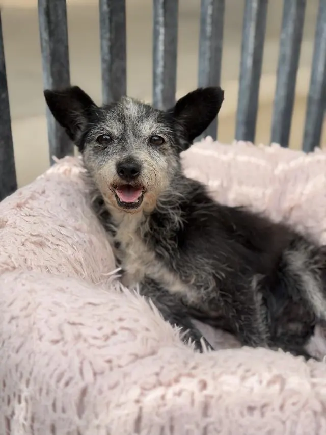 Adoptable Dog