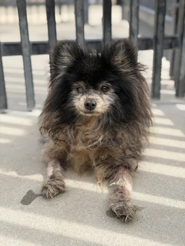 Adoptable Dog