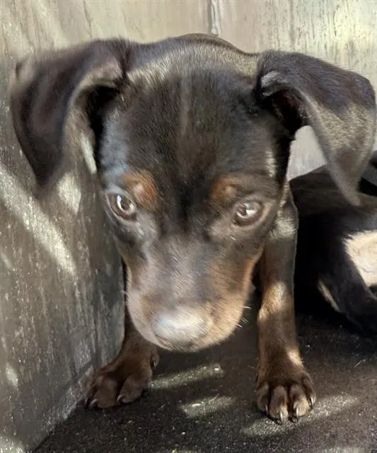 Adoptable Dog