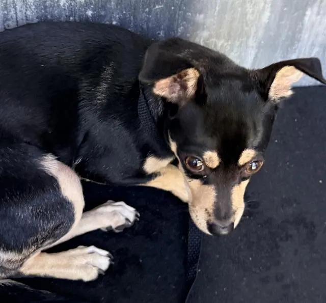 Adoptable Dog