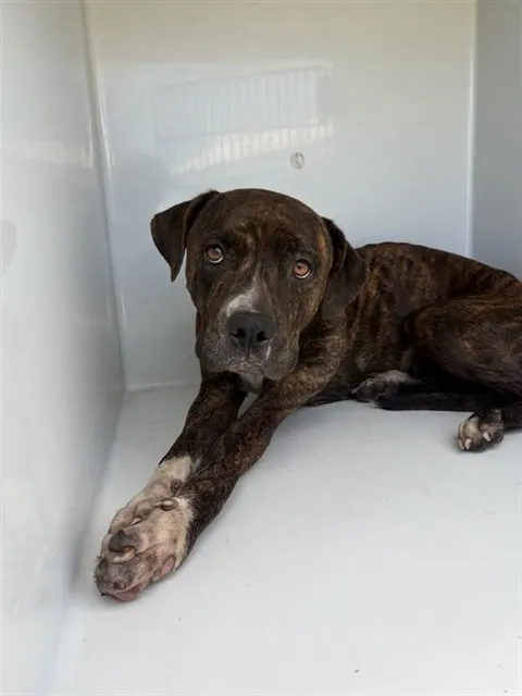 Adoptable Dog