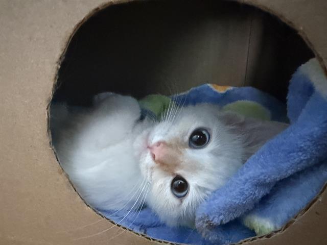 Melo