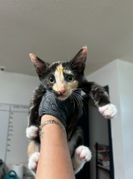 Tsarina Peach Paws