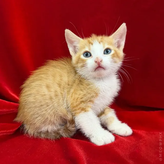 Adoptable Cat