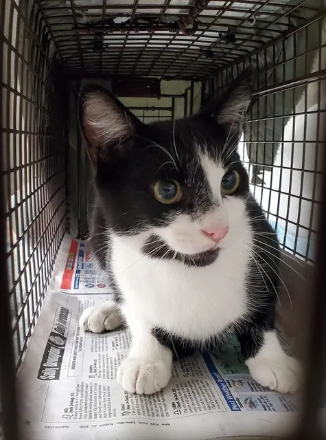 Adoptable Cat