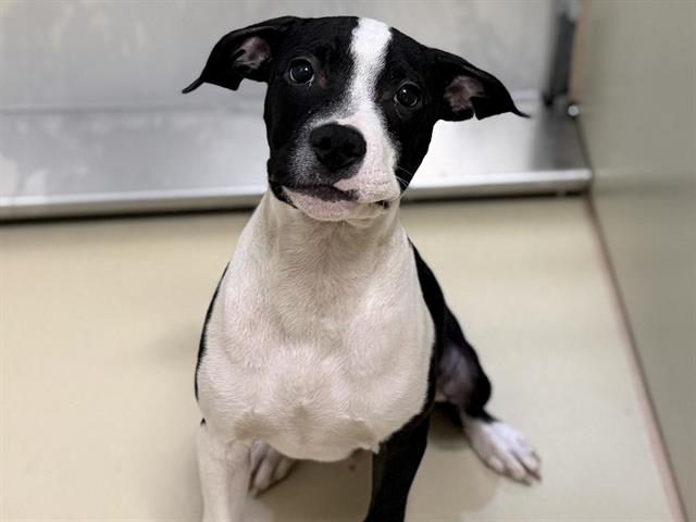Adoptable Dog