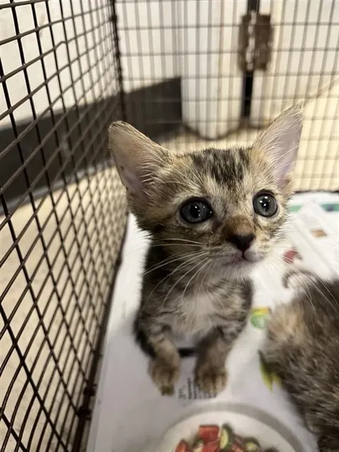 Willow