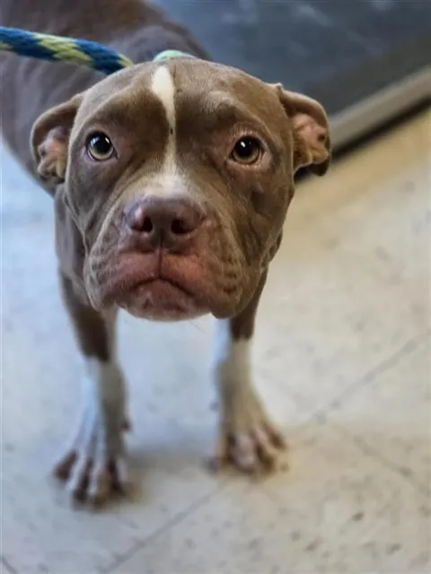 Adoptable Dog