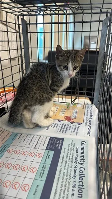 Adoptable Cat