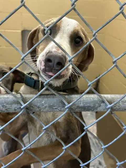 Penny