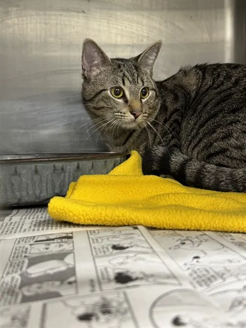Adoptable Cat