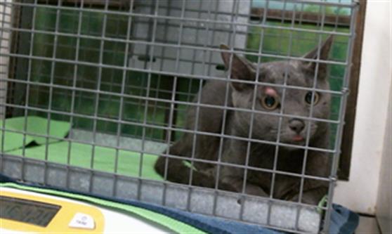 Adoptable Cat
