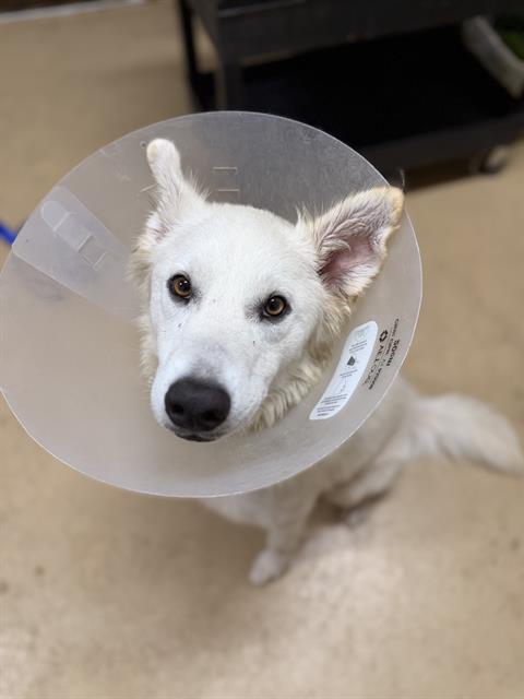 Nova