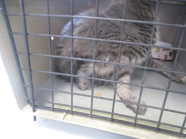 Adoptable Cat