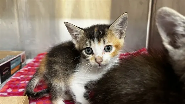 Gemma