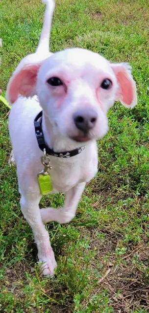 Minnie