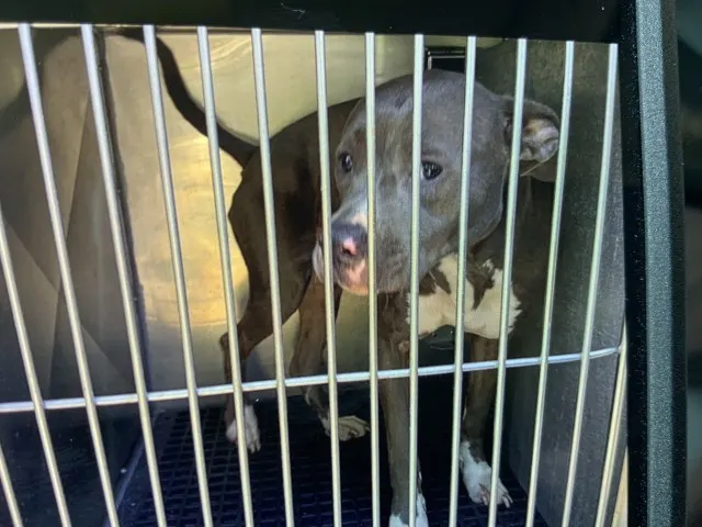Adoptable Dog