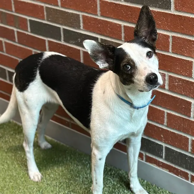 Maggie