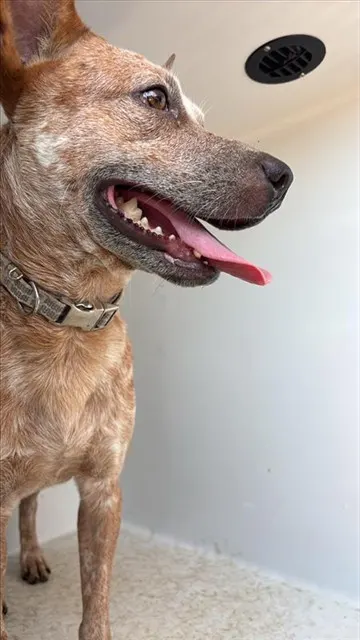 Adoptable Dog