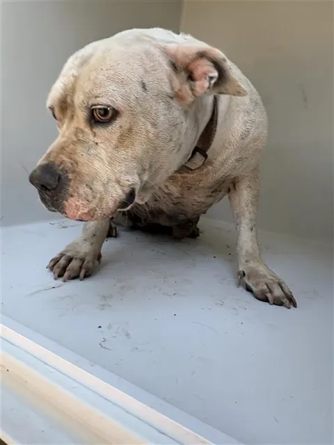 Adoptable Dog