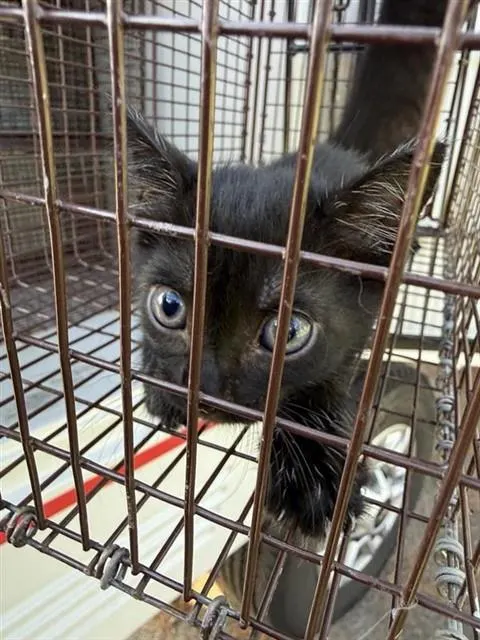 Adoptable Cat