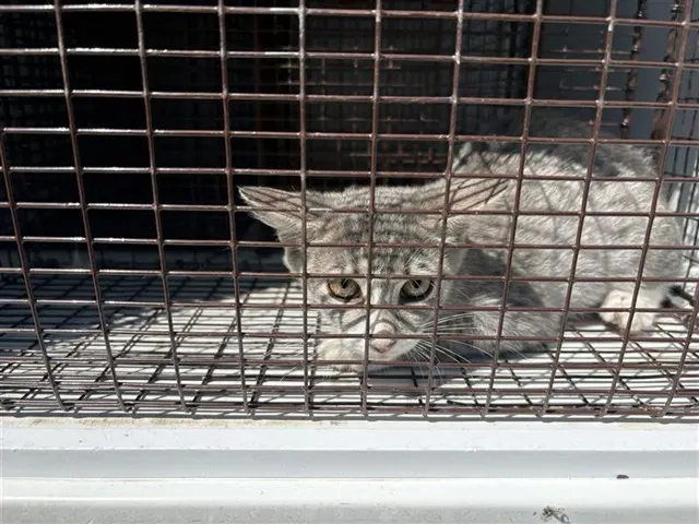 Adoptable Cat