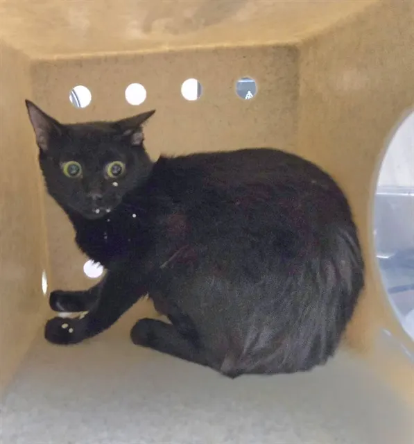 Adoptable Cat