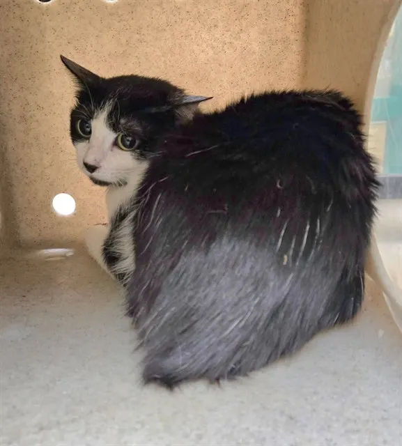 Adoptable Cat