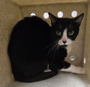 Adoptable Cat
