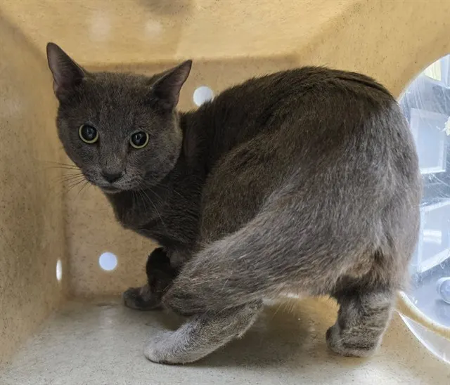 Adoptable Cat