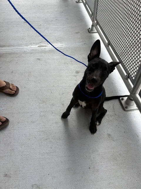 Azula