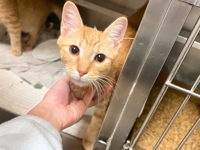 Pedro