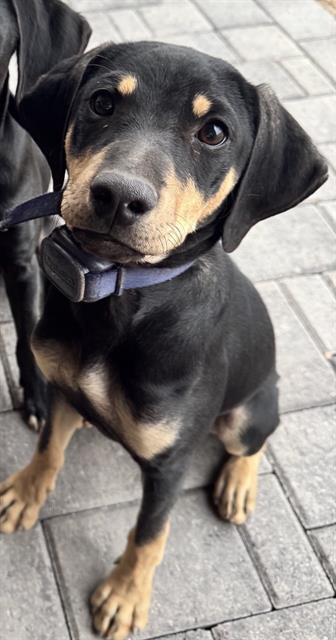 Duke