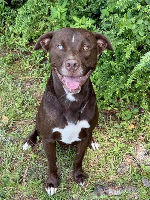 Renegade