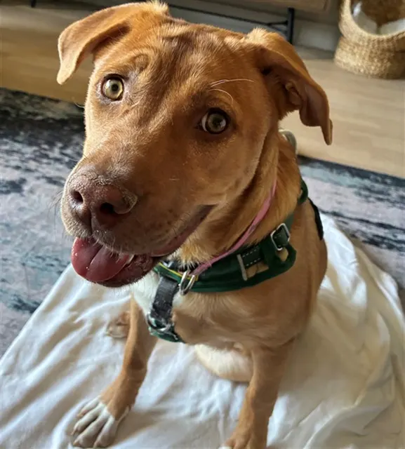 Basil