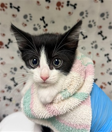 Adoptable Cat