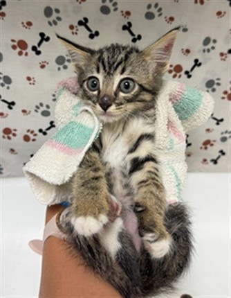 Adoptable Cat