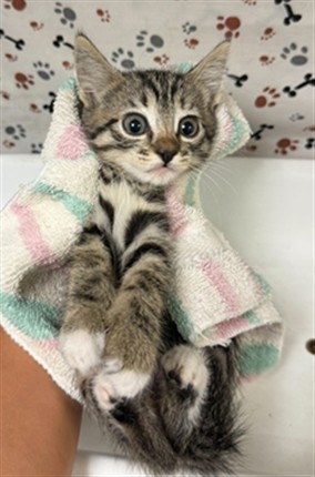 Adoptable Cat