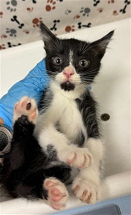 Adoptable Cat