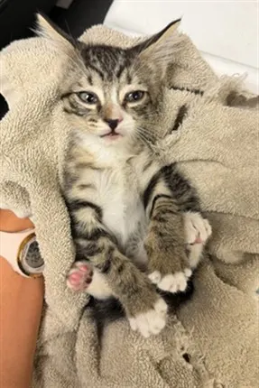 Adoptable Cat
